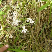 Habenaria